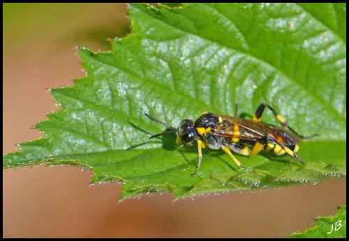 Macrophya montana